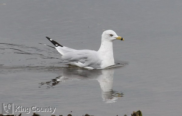 Photo of Larus delawarensis